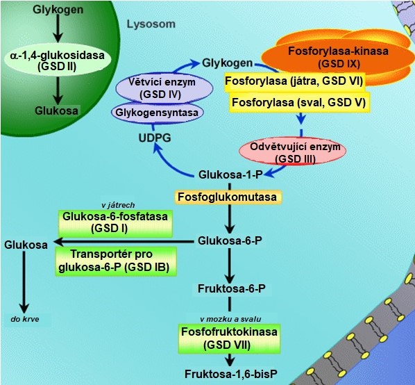 glykogenosy.jpg
