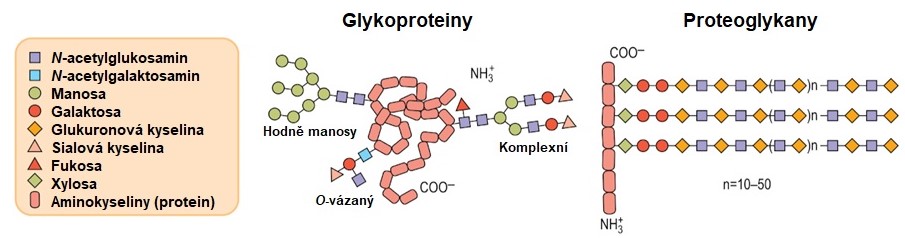 glykoproteiny%20a%20proteoglykany.jpg