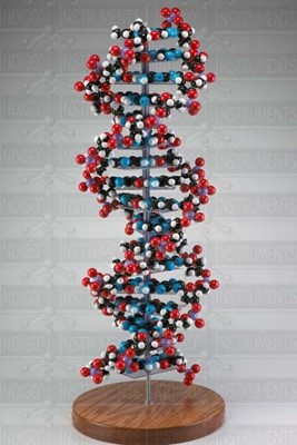 dna2