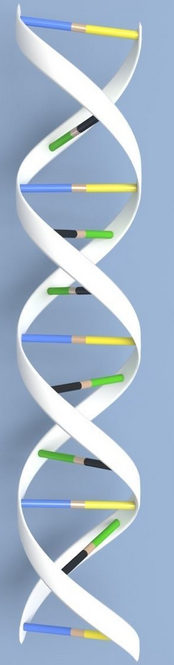 dna4