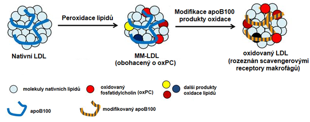 oxLDL.png