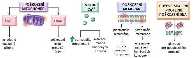 Obr. 4. Hlavní biochemické mechanismy buněčného poškození (upraveno z Kumar a kol. 2014).