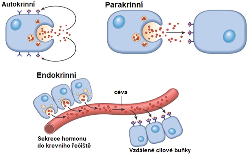 Obr. 2. Autokrinní, parakrinní a endokrinní komunikace (Kumar et al. 2014).
