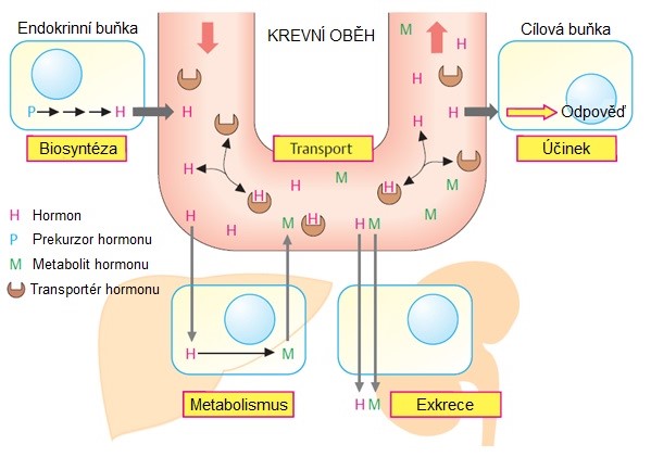 Obr. 3. Obecné schéma hormonální signalizace (upraveno z Koolman a Roehm 2005)