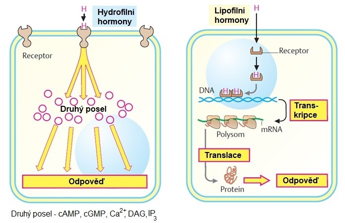 Obr. 7 Hydrofilní a lipofilní hormony. Principy převodu signálu v cílové buňce (upraveno z Koolman a Roehm 2005)
