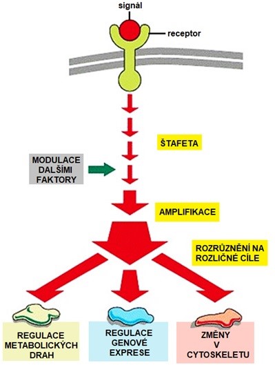 Obr. 8 Schéma intracelulární signalizace hydrofilního hormonu (upraveno z Alberts et al. 2007)