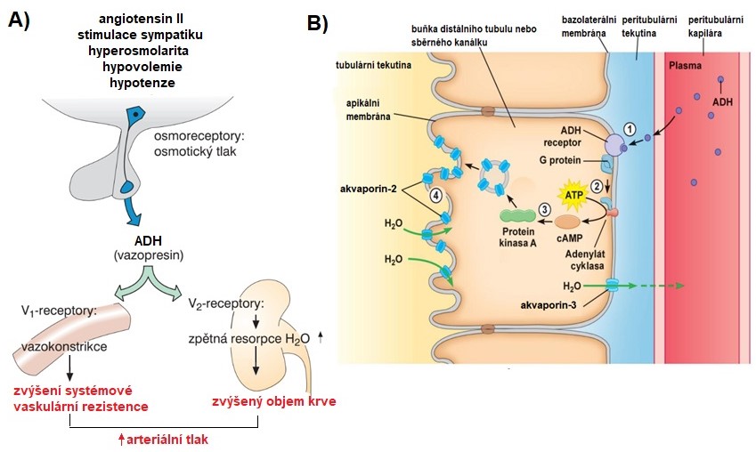 Obr. 15 A) Podněty pro sekreci vasopresinu a jeho působení cestou receptorů V1 a V2 (upraveno z Lüllman et al. 2004); B) Akva