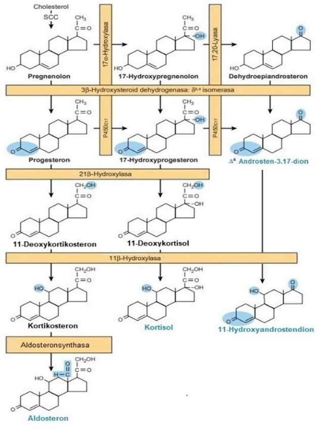 Obr. 19 Syntéza steroidních hormonů kůry nadledvin, jejich struktury a názvy enzymů, katalyzujících jejich syntézu (upraveno