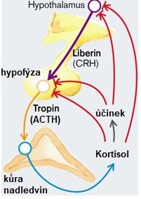 Syntéza steroidních hormonů nadledvin je regulována kortikotropinem (ACTH) z adenohypofýzy. V regulaci se uplatňuje princip n