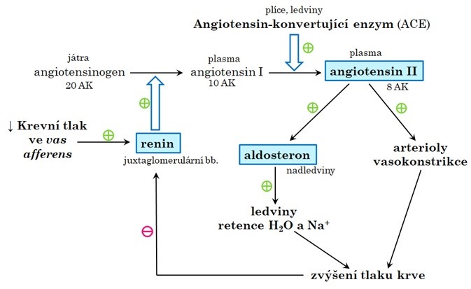 Obr. 21 Regulace aldosteronu (osa renin-angiotensin-aldosteron)