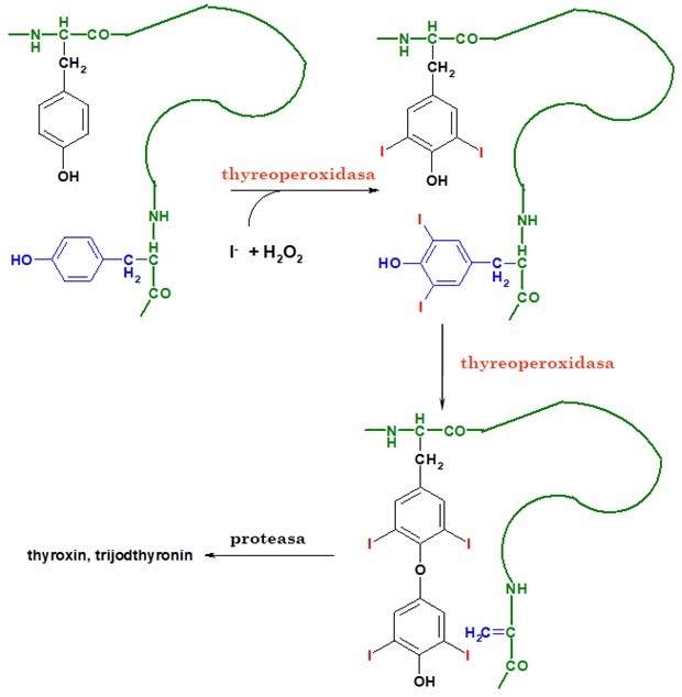 Obr. 23 Jodace thyreoglobulinu a proteolytické uvolnění tyroxinu a trijodthyroninu