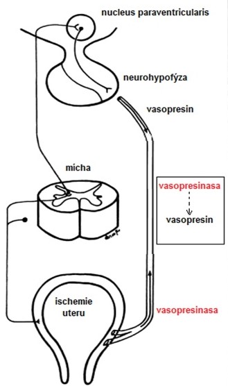 Obr. 29 Gestační žíznivka – rozklad ADH vasopresinasou (upraveno z Botella Llusía a Clavero Núňez 1993)