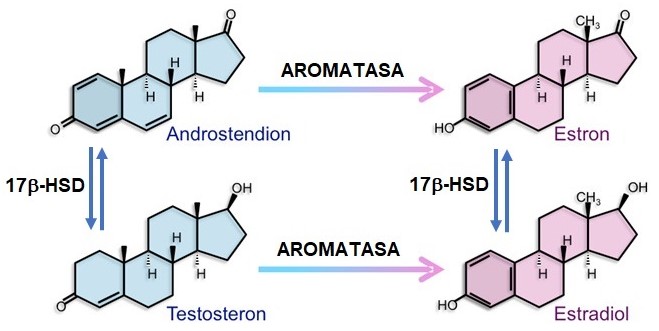 Obr. 40 Syntéza estrogenů z androgenů (upraveno z Rochira a Carani 2023)