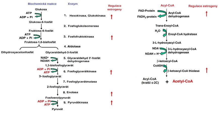 Obr. 41 Regulace glykolýzy (vlevo) a beta-oxidace (vpravo) estrogeny (upraveno z Chen et al. 2009).