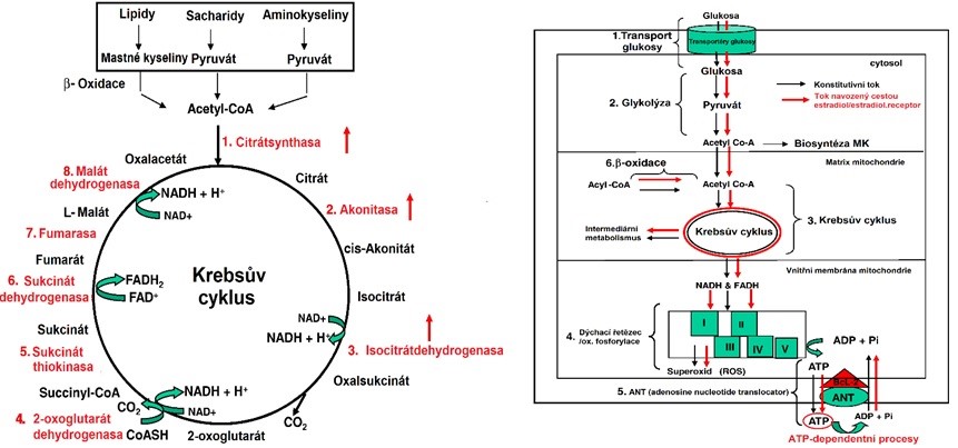 Obr. 42 Regulace citrátového cyklu (vlevo) a celkového toku energie estrogeny (upraveno z Chen et al. 2009). ANT (adenosine n