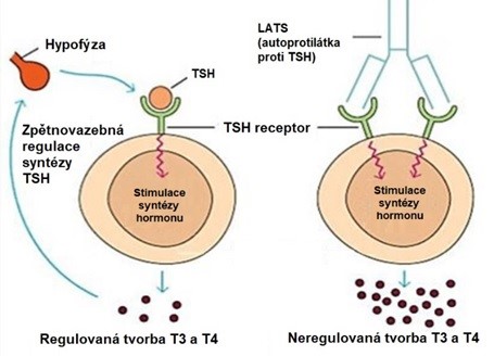 Obr. 44 Deregulace syntézy hormonů štítné žlázy u Graves-Basedowovy choroby (upraveno z Veeramuthumari a Isabel 2012)