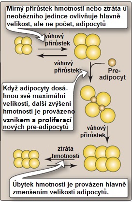 zvětšování adipocytů