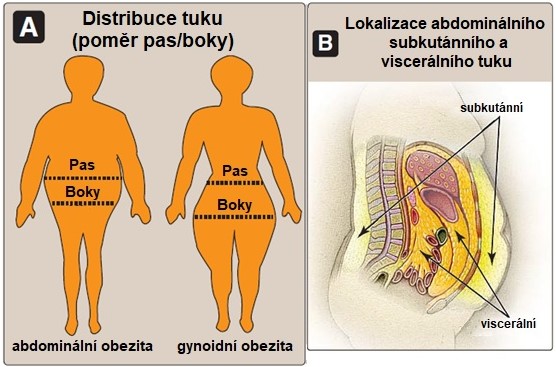 Obr. 15. Anatomická distribuce tuku (A), lokalizace tukových depozit v dutině břišní (B) (upraveno z Harvey a Ferrier 2011).