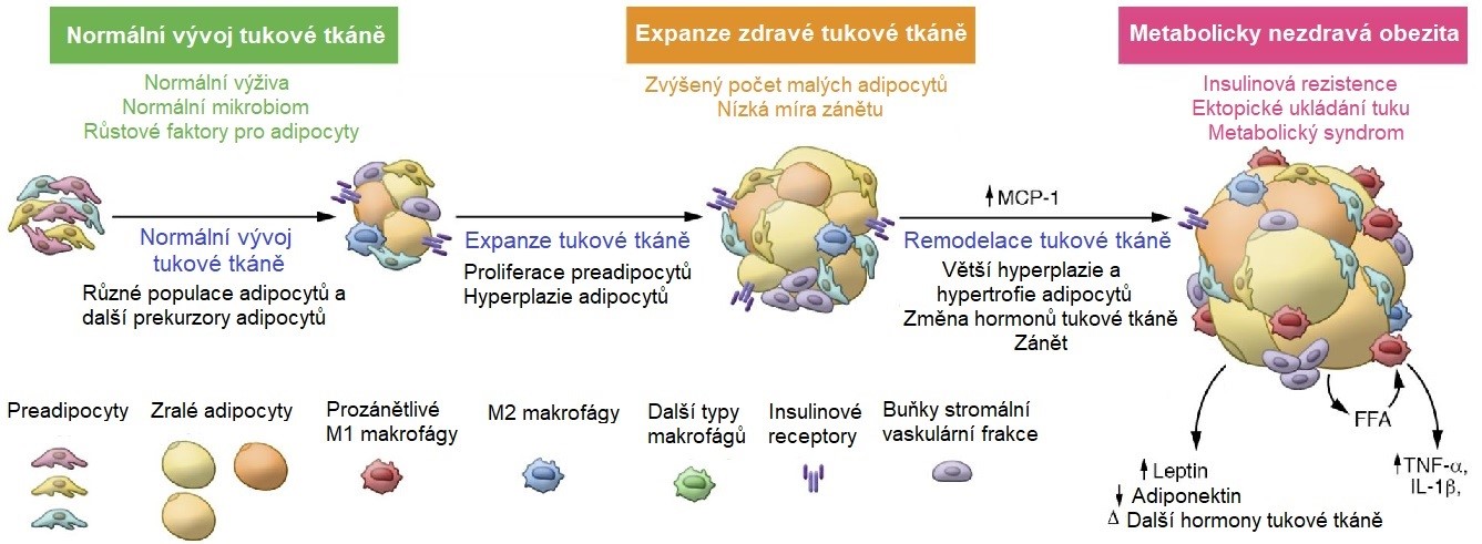 Obr. 13. Schéma přeměny preadipocytů na zralé adipocyty s následnou expanzí tukové tkáně u obézních jedinců (upraveno z Kahn