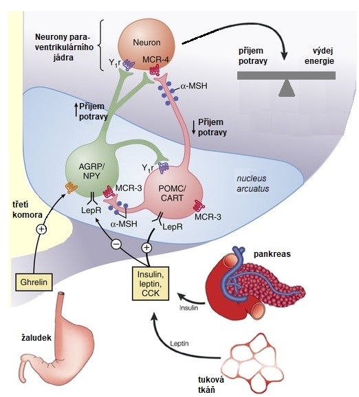 Obr. 14. Regulace energetické homeostázy prostřednictvím neuronů nukleus arcuatus (upraveno z Barsh a Schwartz 2002).