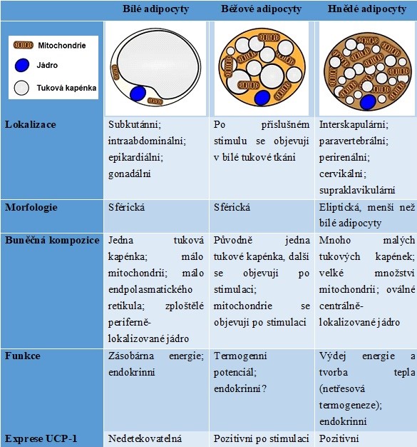 Tabulka 2. Shrnutí hlavních charakteristik bílých, béžových a hnědých adipocytů (upraveno z El Hadi et al. 2019 a Jung et al.