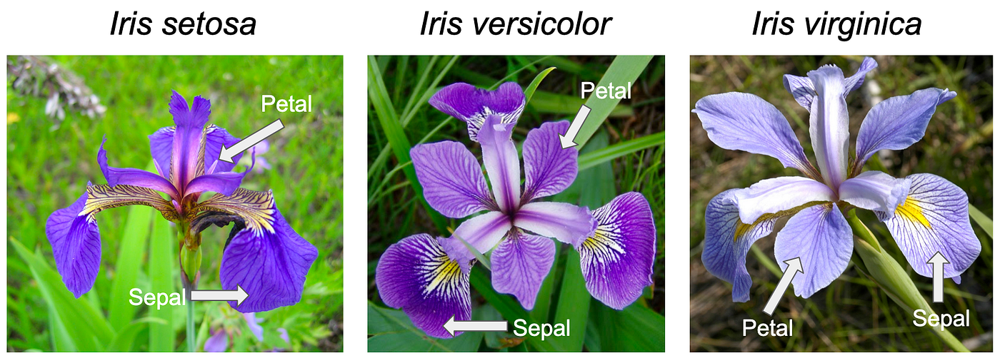 iris
