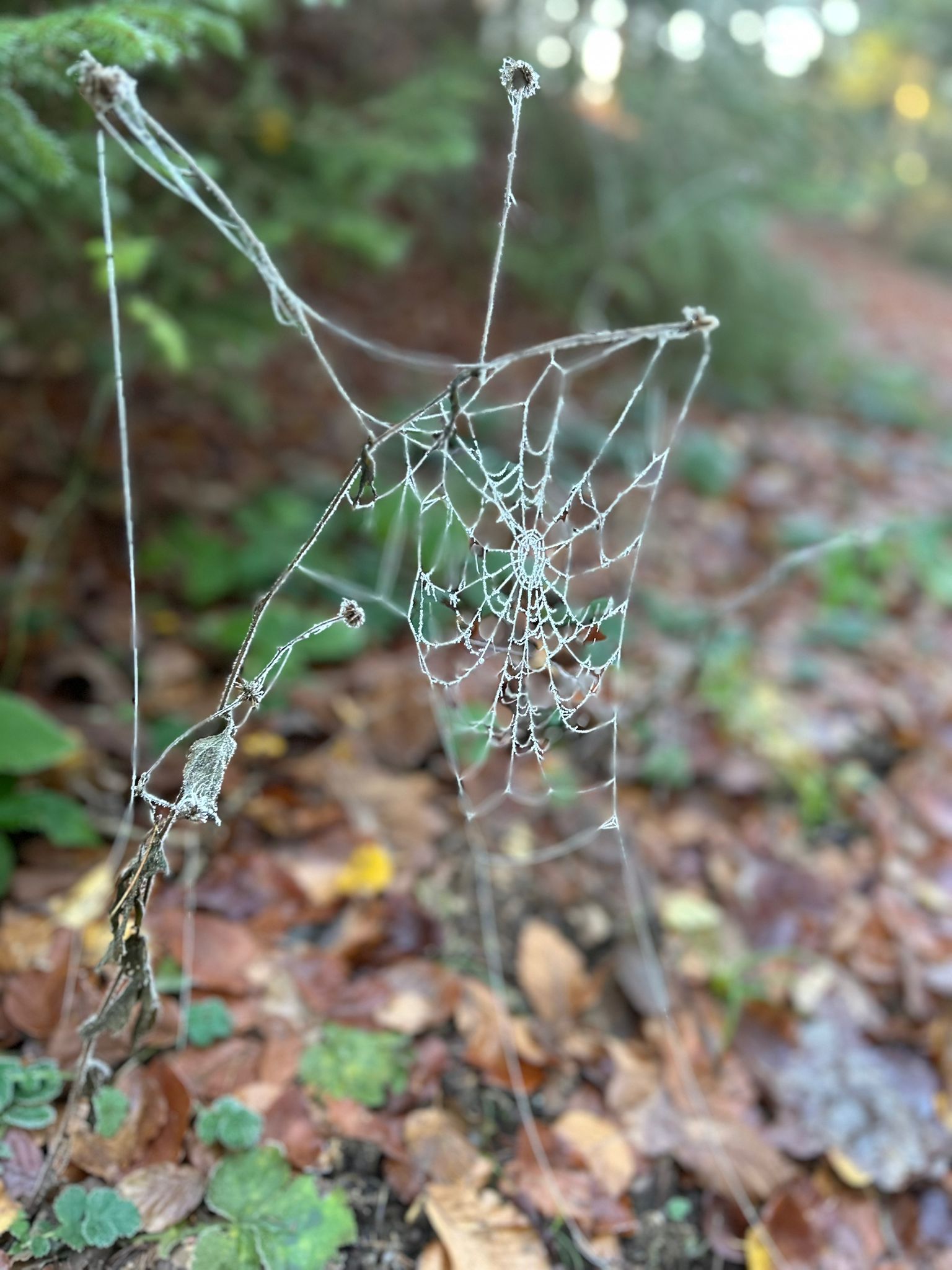 art with spider webs