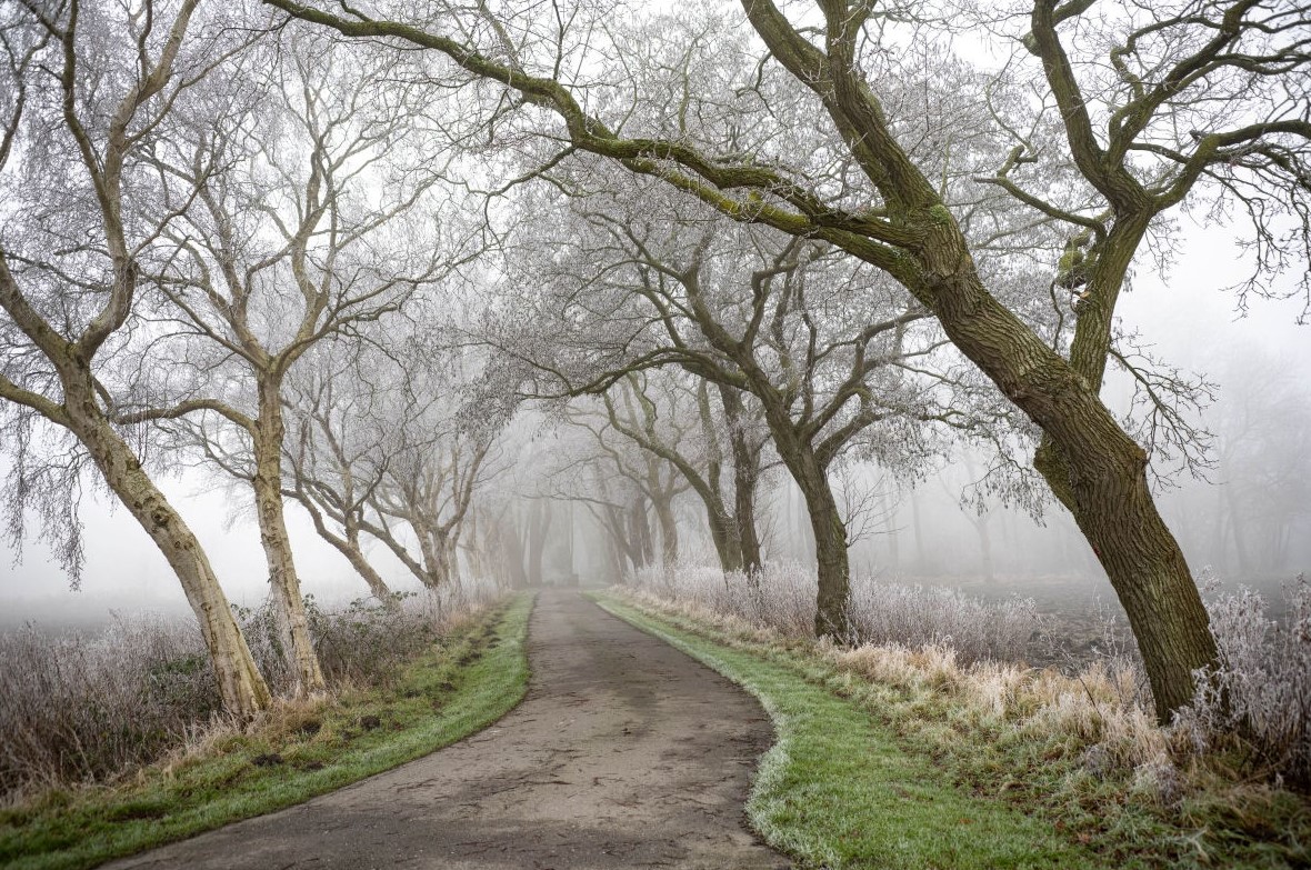 Allee
