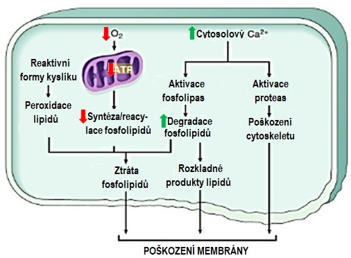 po%C5%A1kozen%C3%AD%20membr%C3%A1n.jpg
