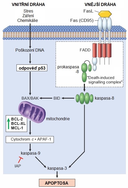 APOPTOSA.jpg