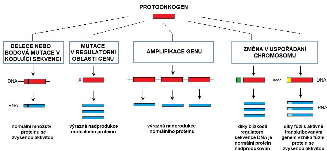 aktivace%20protoonkogenu.jpg