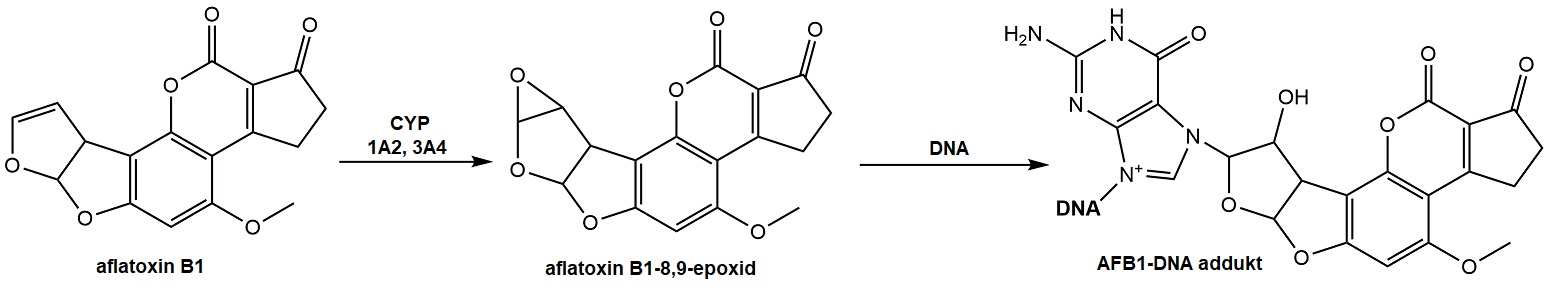 aflatoxin.jpg