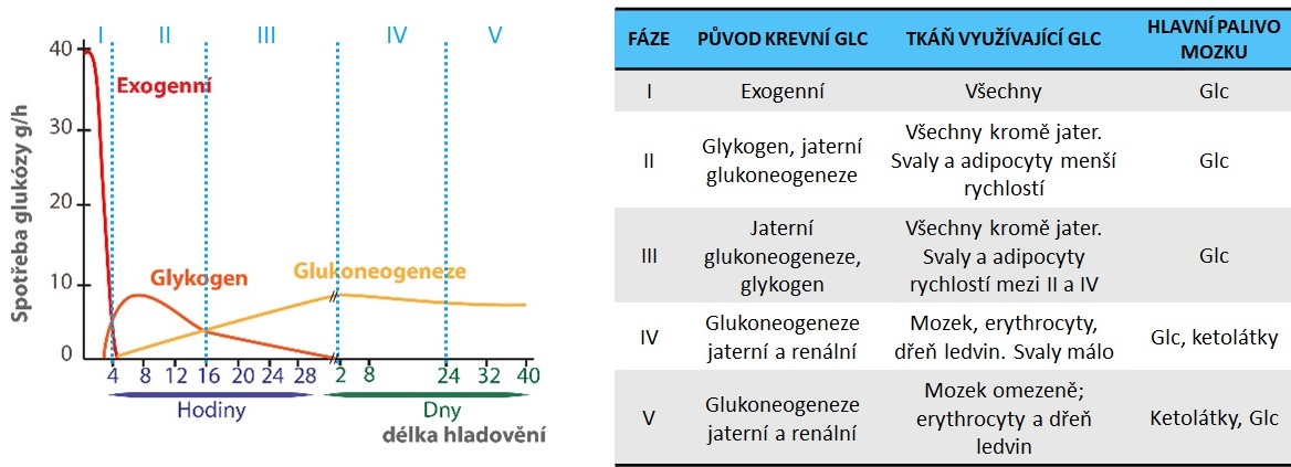 f%C3%A1ze%20homeost%C3%A1zy.jpg