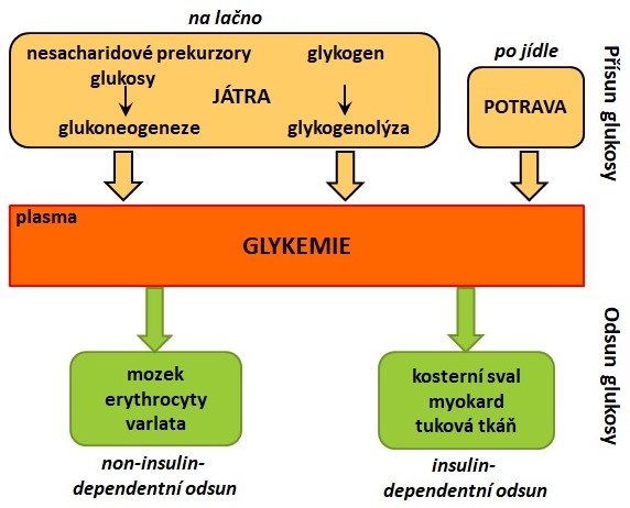 homeost%C3%A1za%20glukosy.jpg