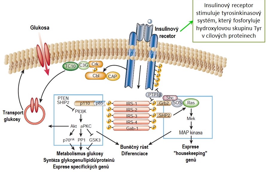 insulinov%C3%BD%20receptor.jpg