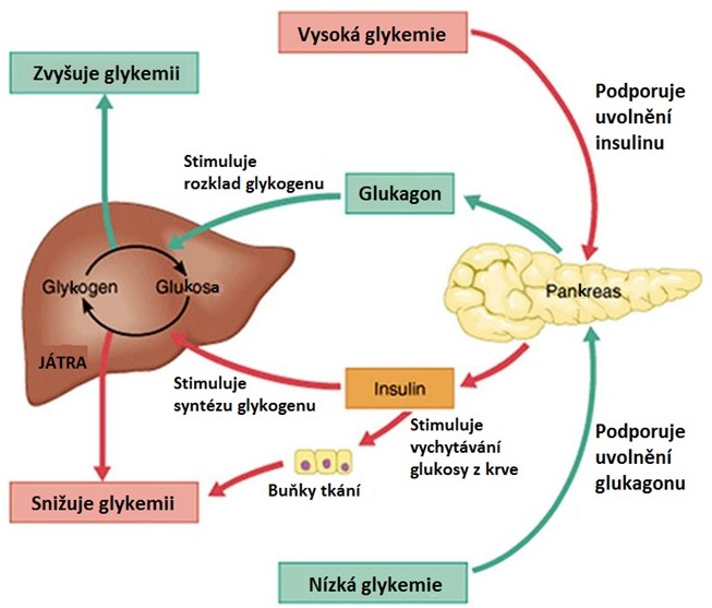 regulace%20glykemie.jpg