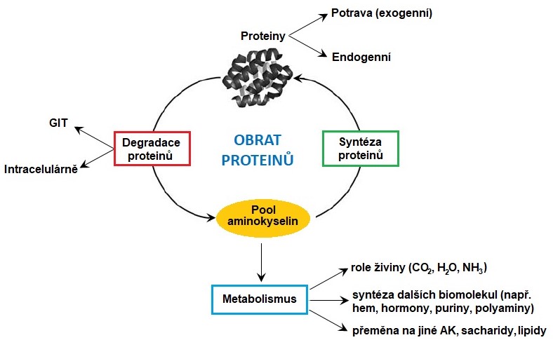 obrat%20protein%C5%AF.jpg
