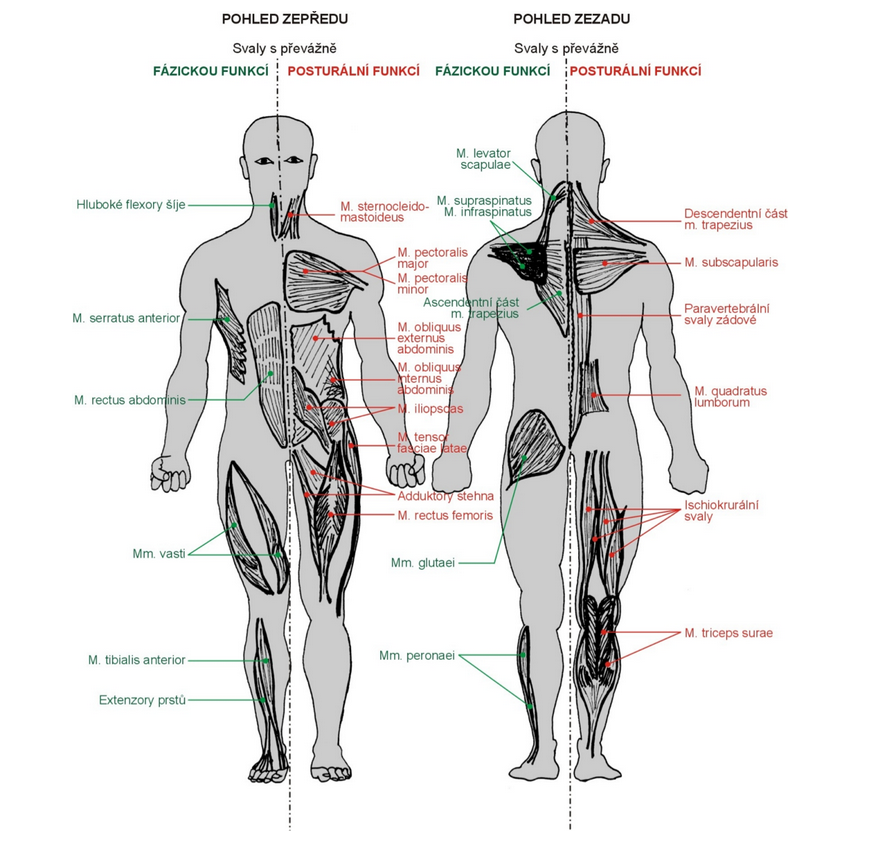 Posturální a fázické svaly